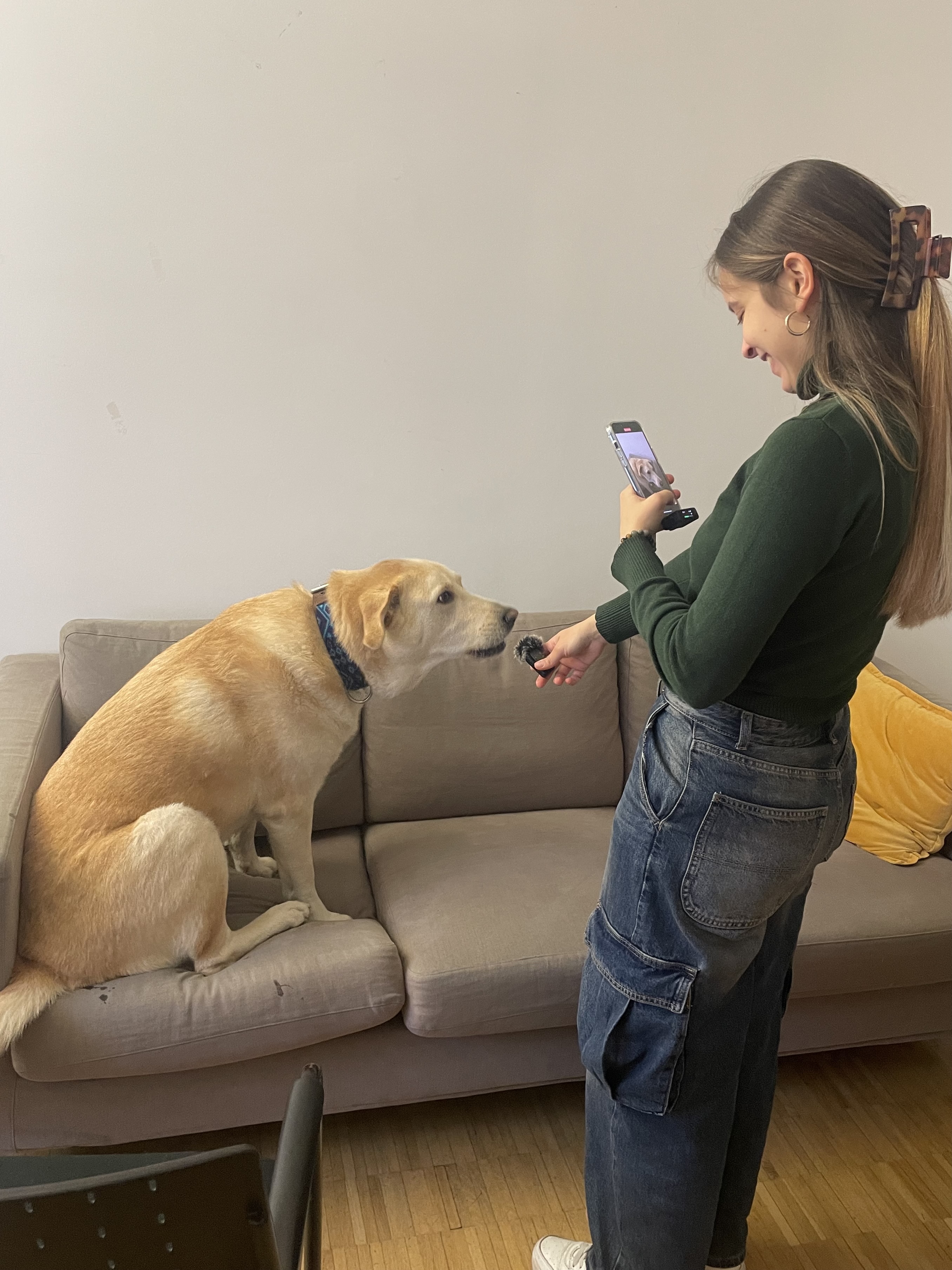 Dog Hachiko sitting on the sofa