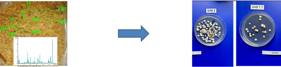 Phytoextracts Characterization