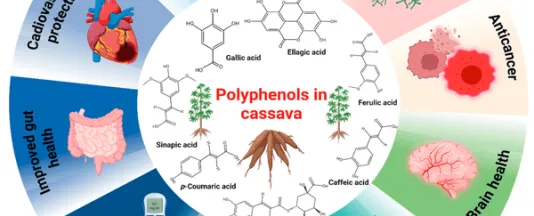 Used in moderation, phenolic compounds enhance the flavor of fermented cassava beverages and improve their over all health benefits. (Source: Constructor University)
