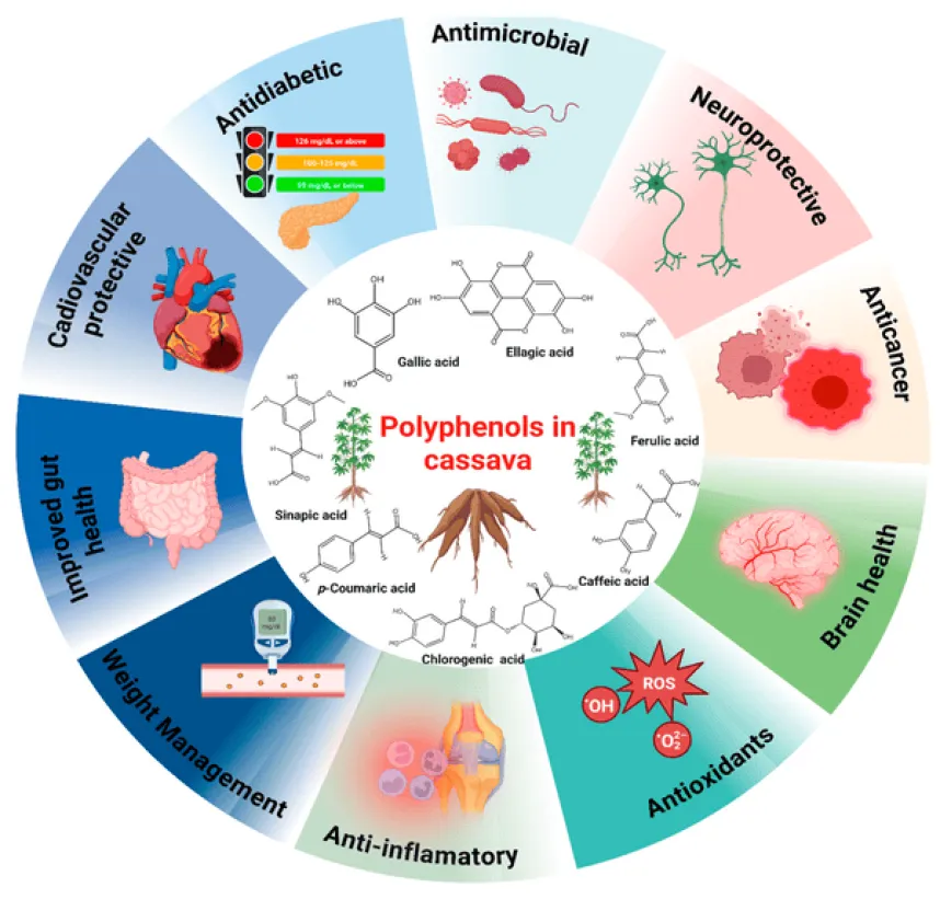Used in moderation, phenolic compounds enhance the flavor of fermented cassava beverages and improve their over all health benefits. (Source: Constructor University)