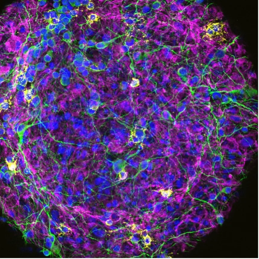 Cellular Neurobiology Group Images